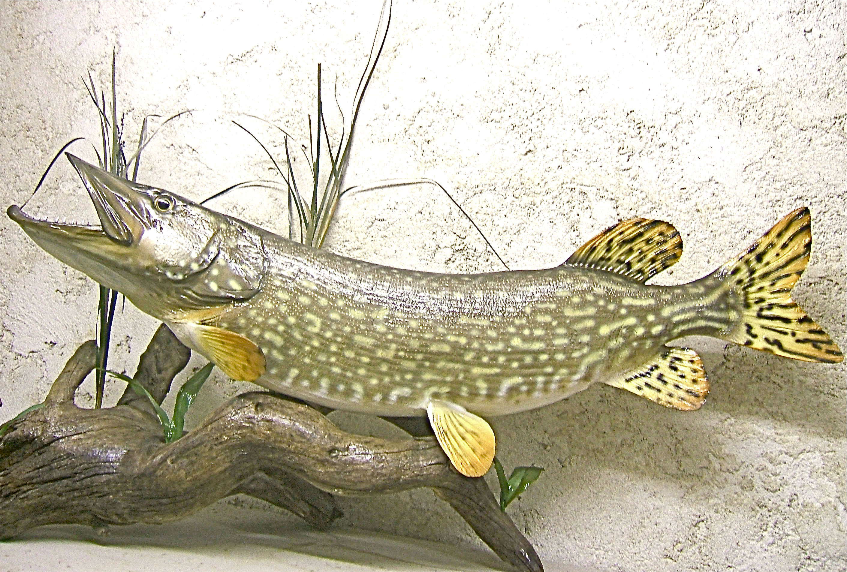 brochet trophée décoration cap vert