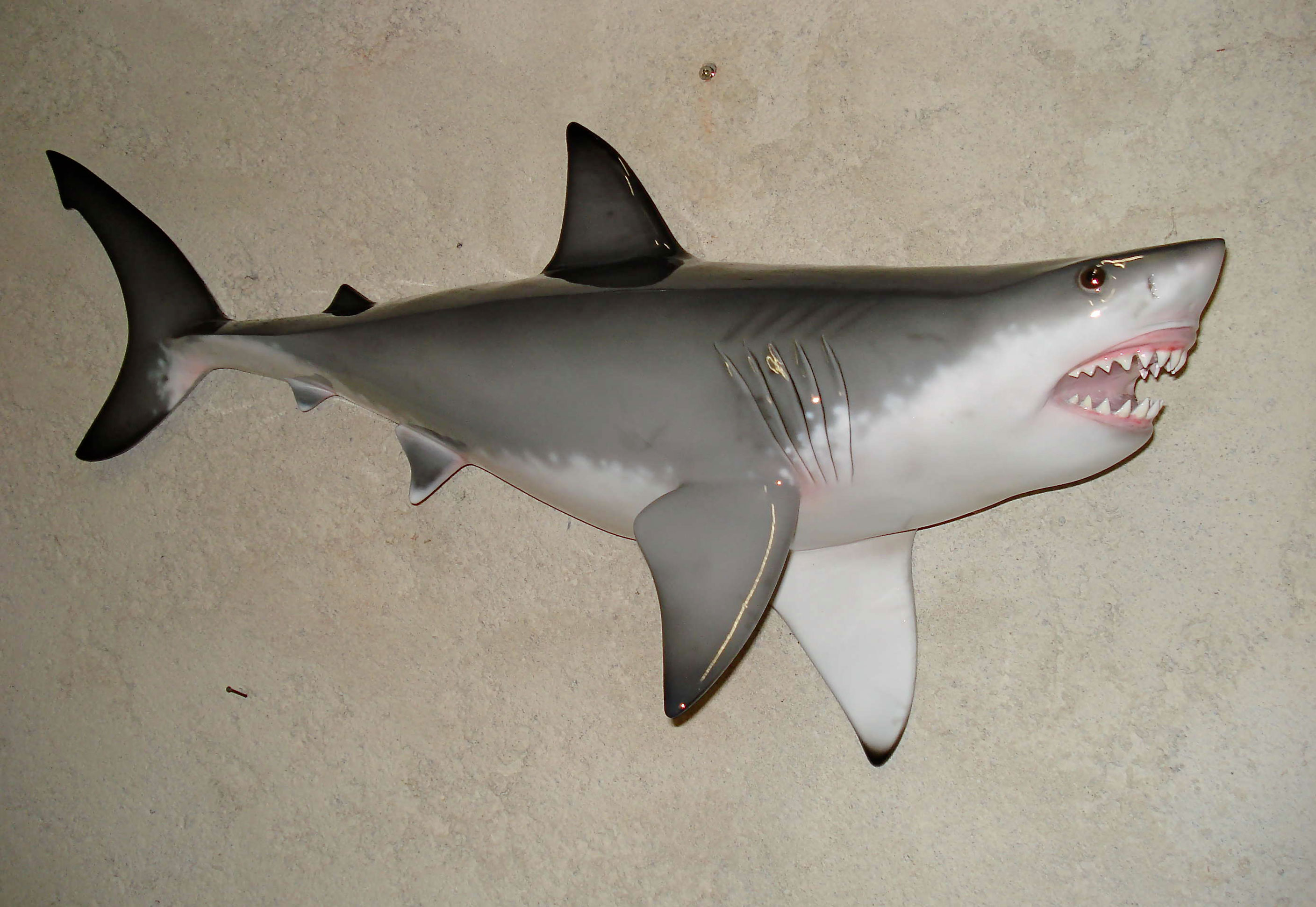 grand requin blanc decoration cap vert