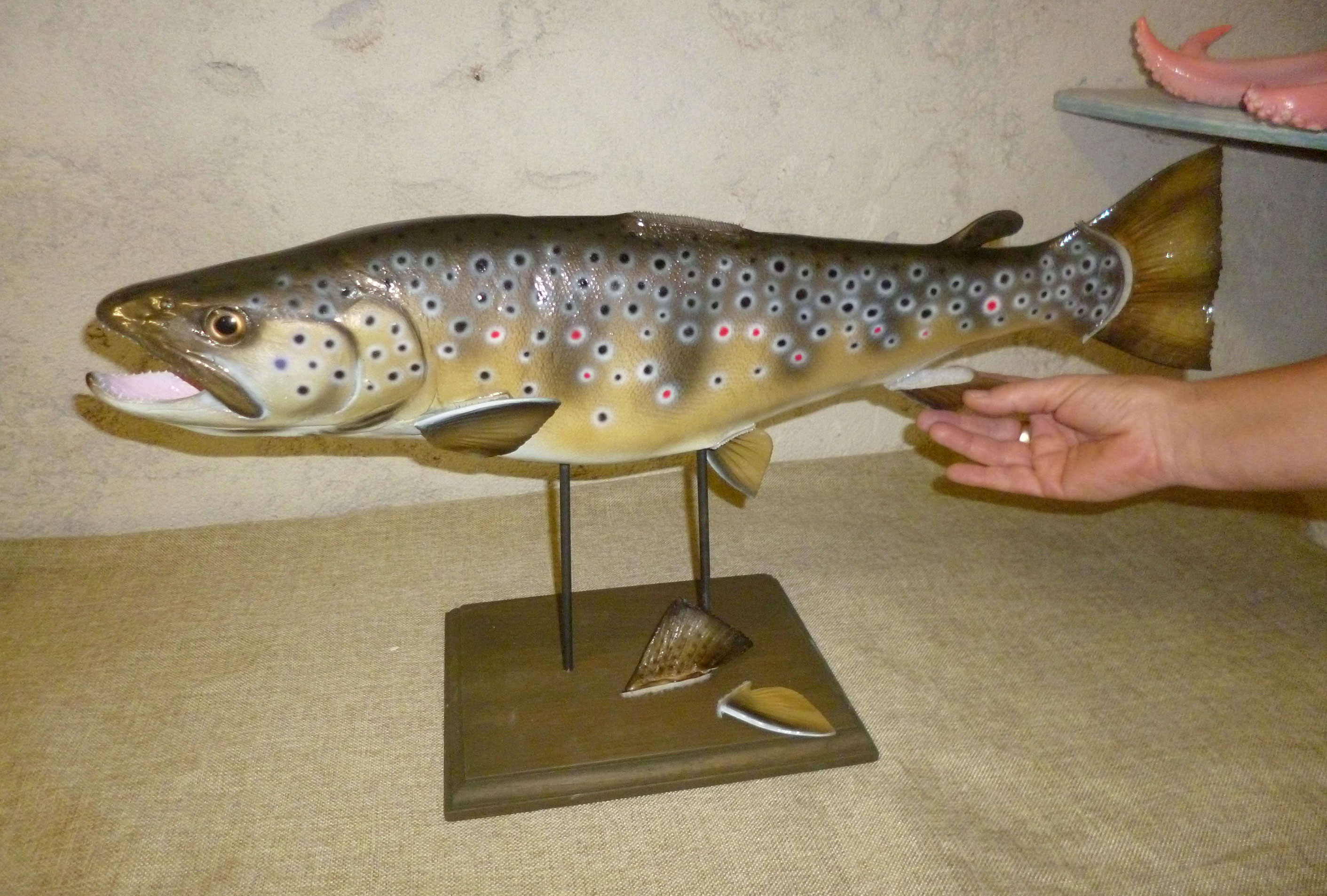 truite fario trophée décoration cap vert