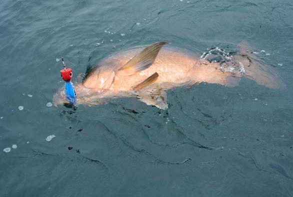 Heru Cubera 80 popper lure