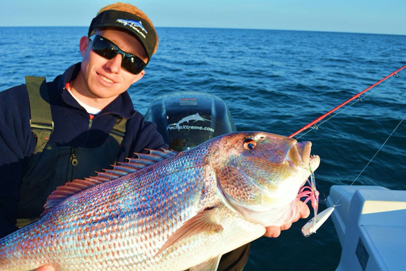 Daiwa Pirate denti Lure