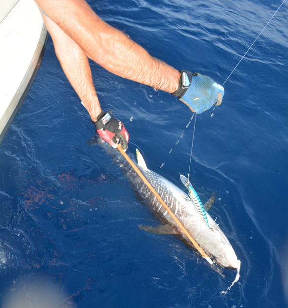 Rapala 18 cm Magnum PX Custom