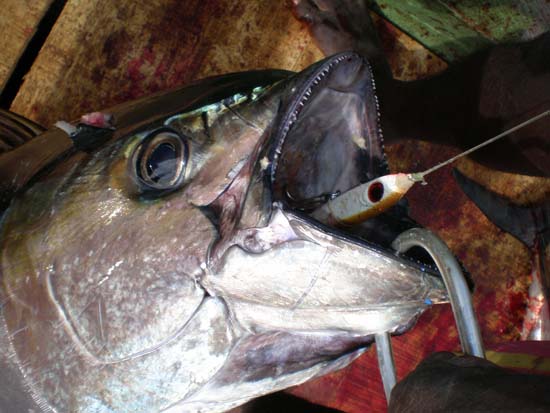 Orion Mister Joe lure