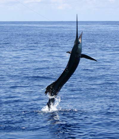 Williamson Sailfish Kit