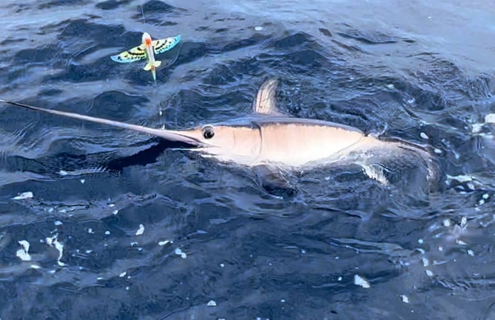 Nomad Slipstream Flying Fish