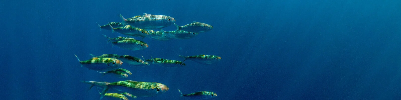 simrad-active imaging